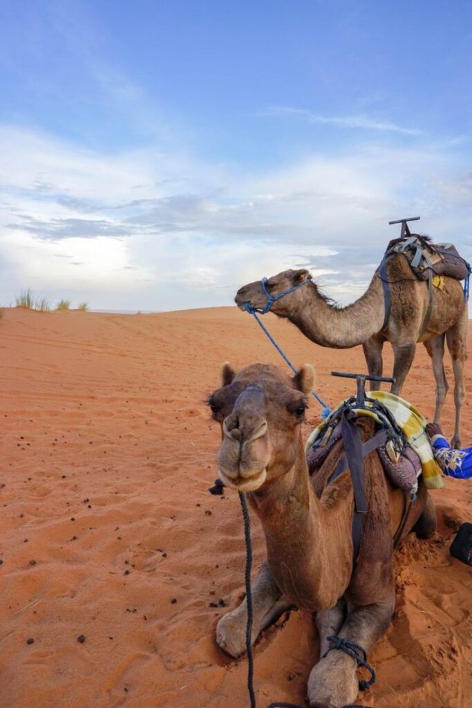 Camping in Morocco_ Experience a Sahara Desert Luxury Camp – This Darling World (1)