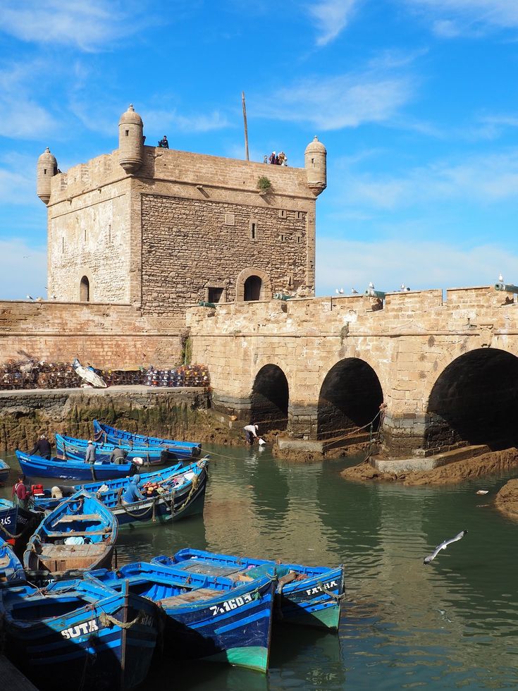Les chats d’Essaouira – Cookie et Attila