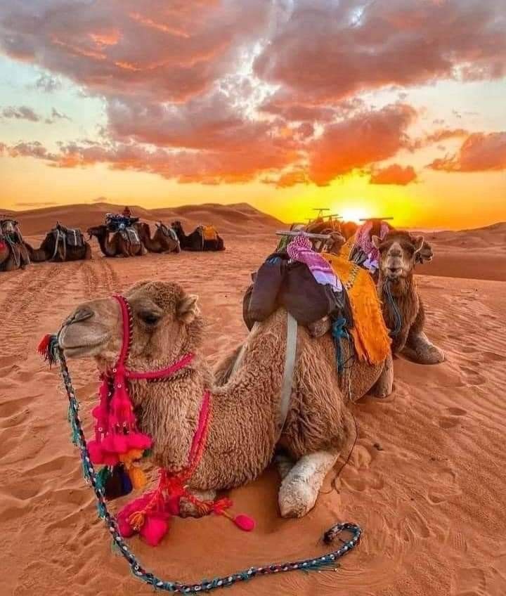 Merzouga desert 🇲🇦 (2)