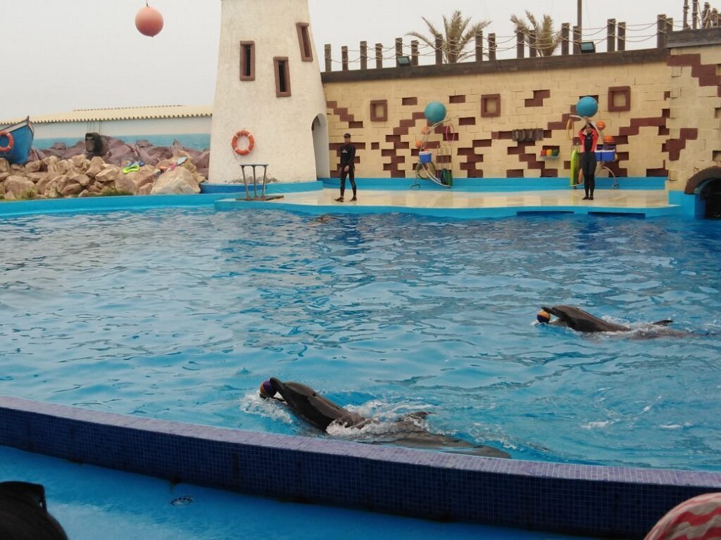 agadir-dolphin-world