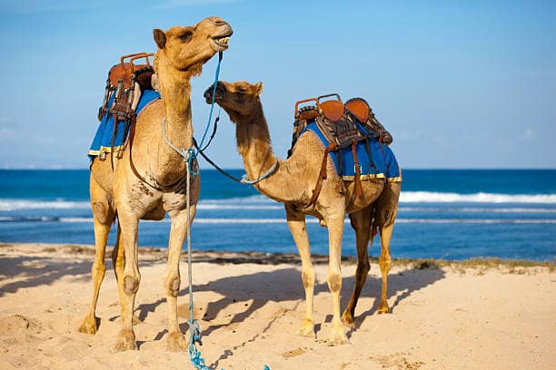 camel-ride-day-and-BBQ-trip-from-agadir-taghazout-morocco